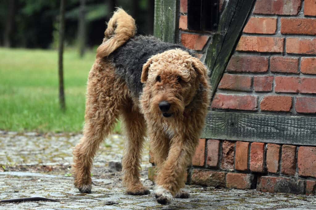 Chart of breeds similar to Airedale Terrier