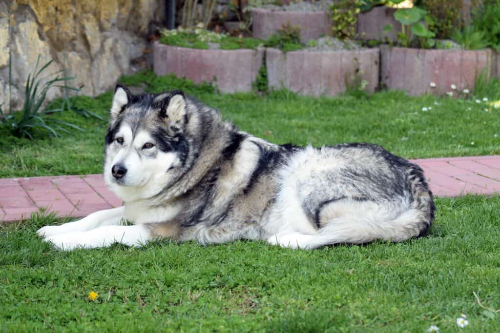 Chart of breeds similar to Alaskan Malamute