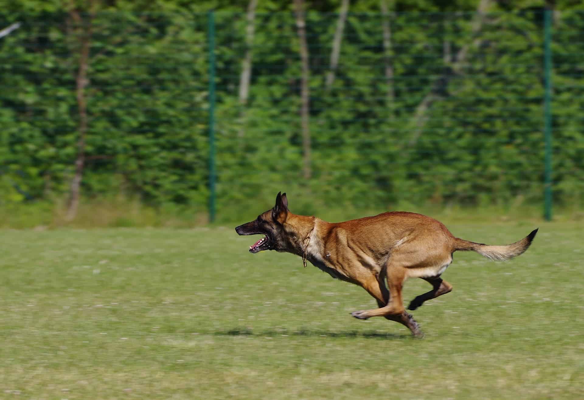Belgian Malinois
