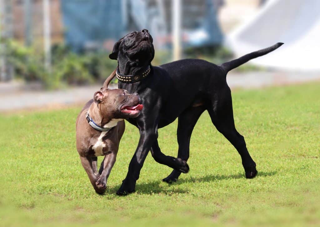 Chart of breeds similar to Cane Corso