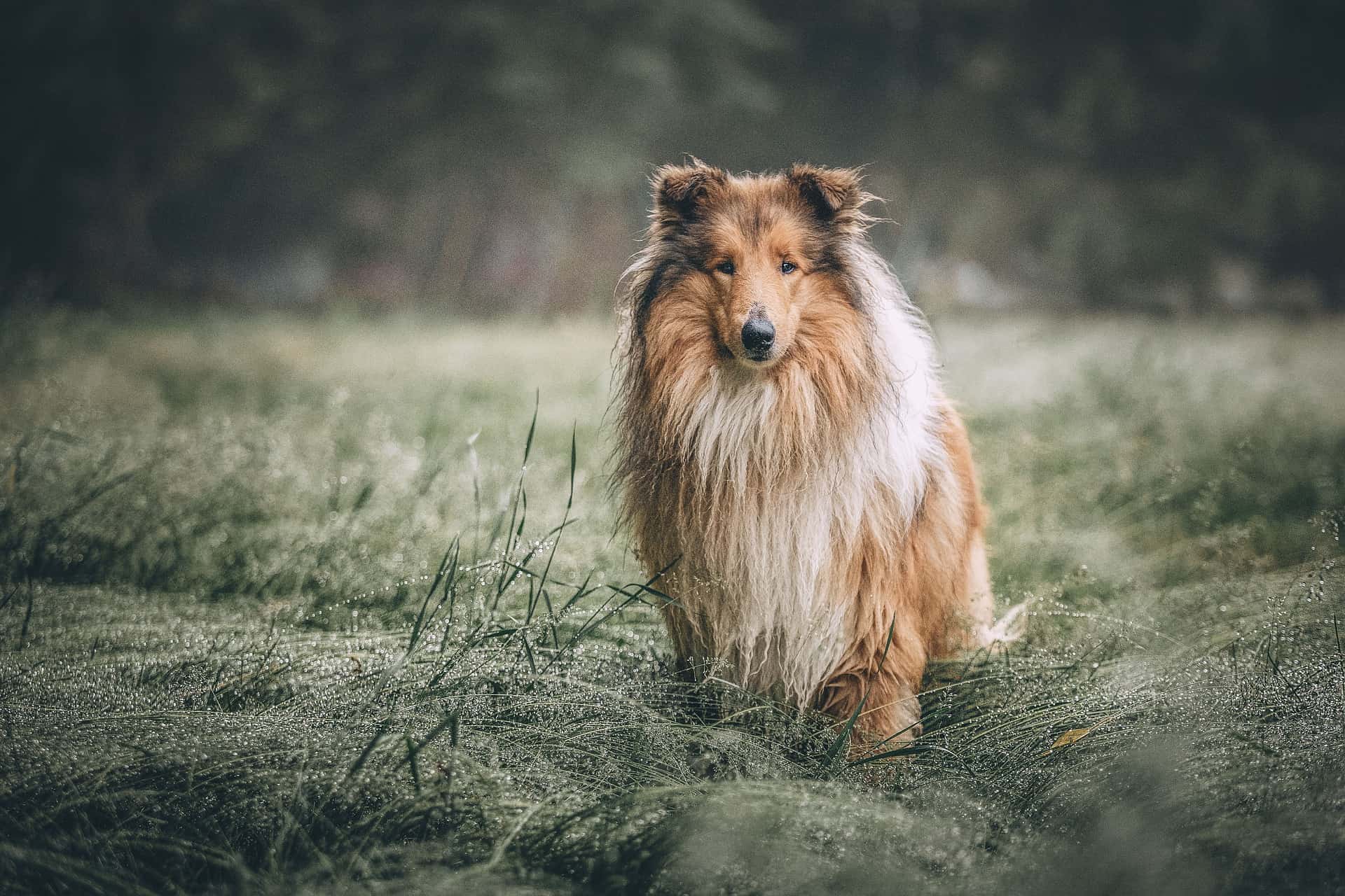 Collie (Rough)
