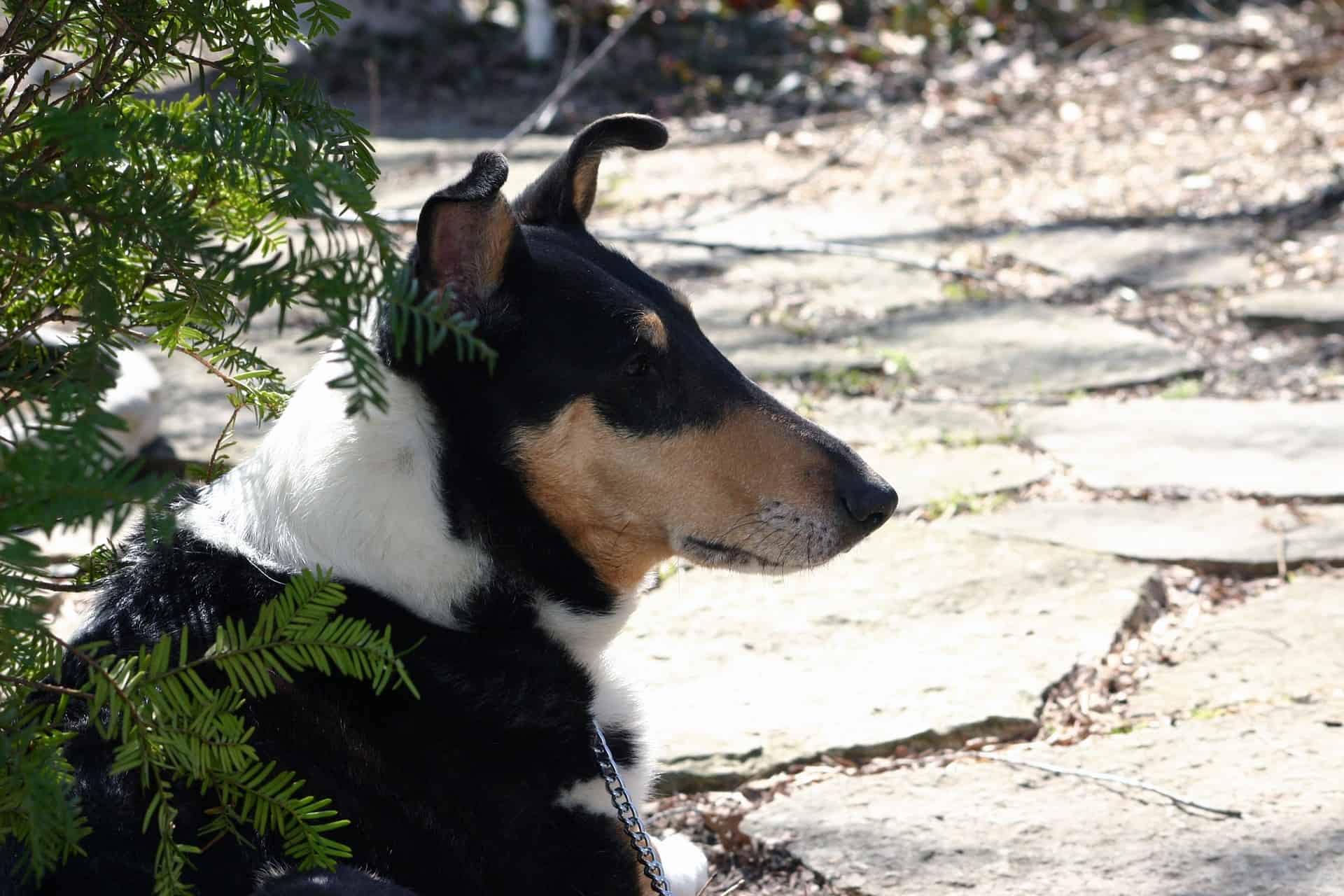 Collie (Smooth)