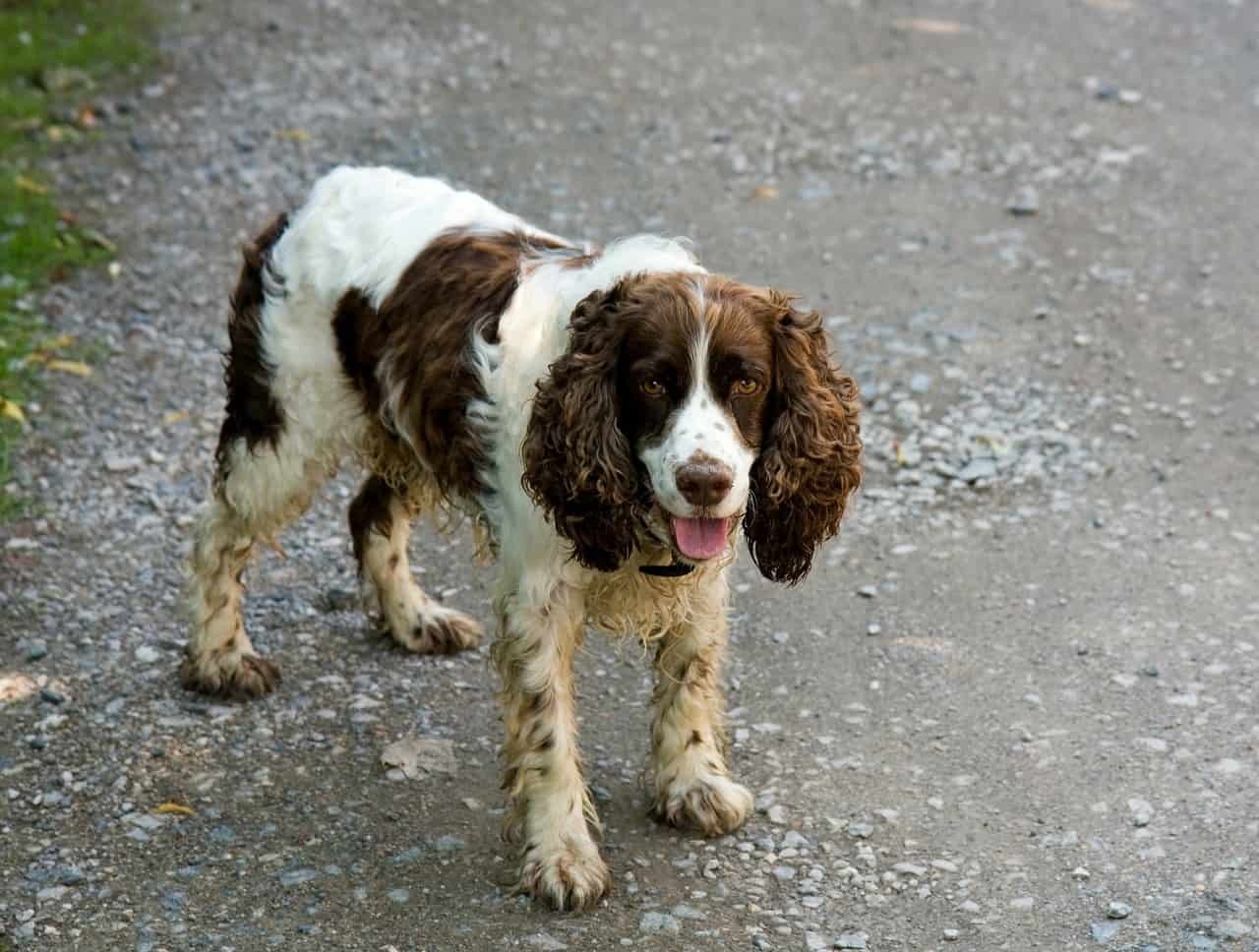 English Springer Spaniel