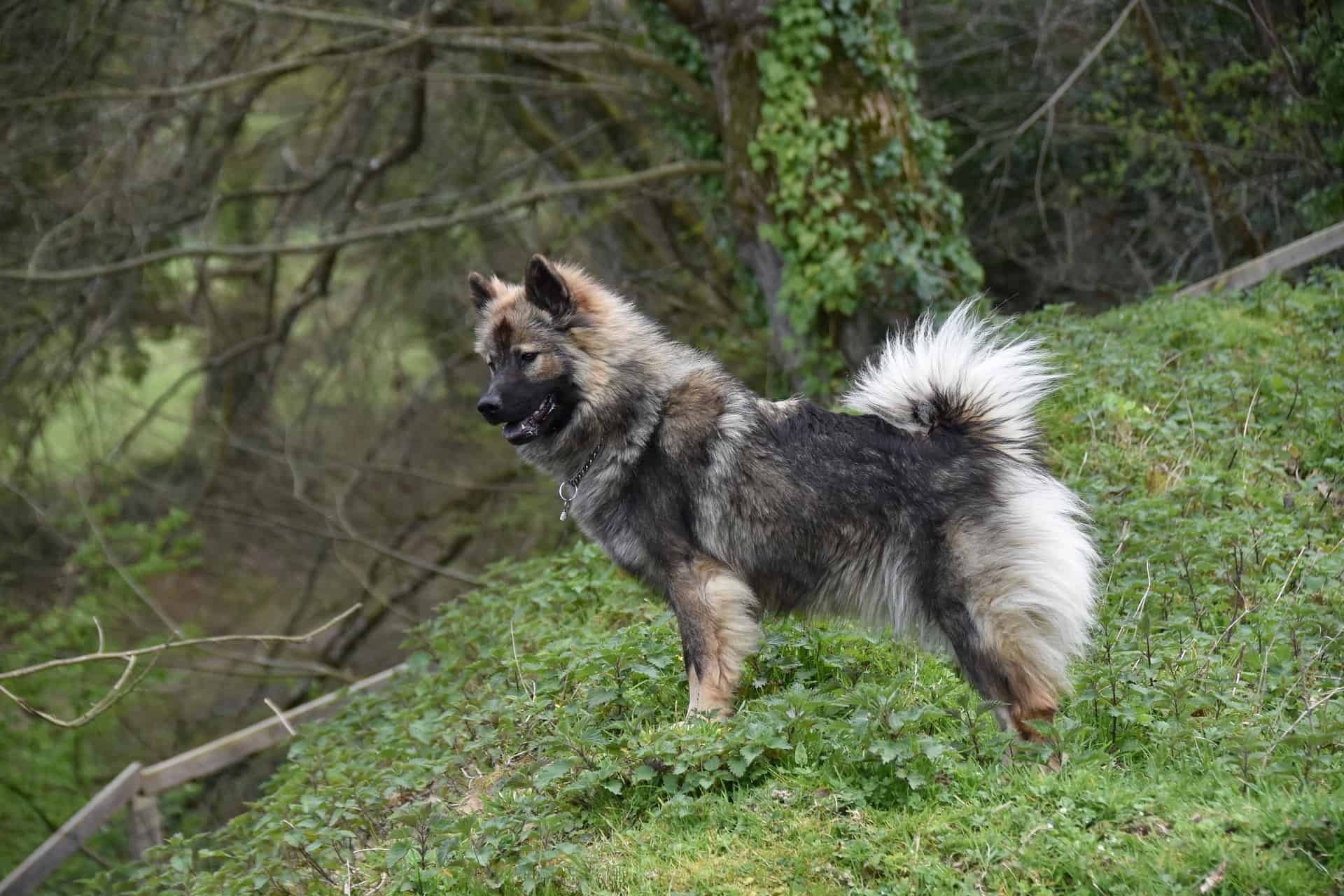 Eurasier