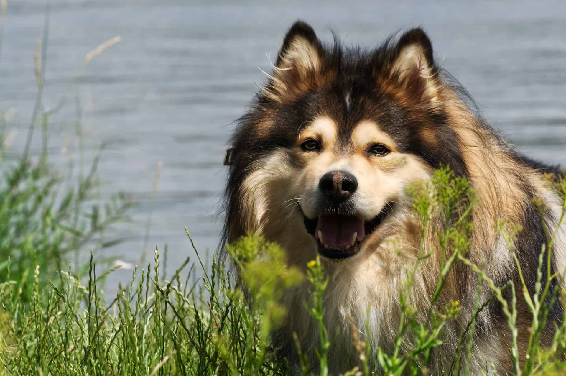 Finnish Lapphund