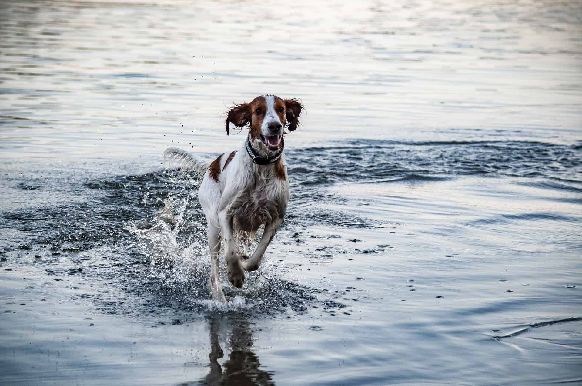 Irish Red And White Setter