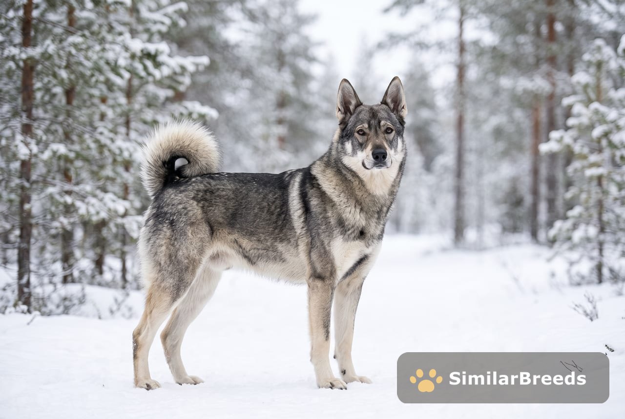Jämthund (Swedish Elkhound)