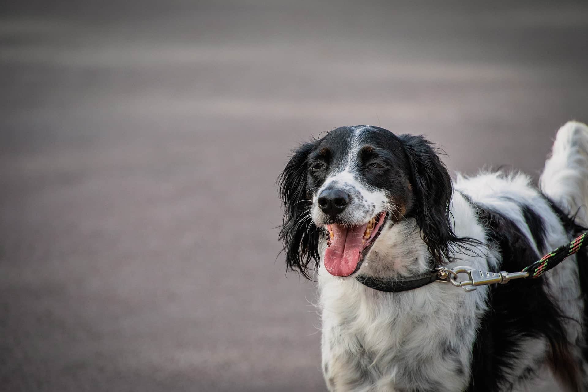 Large Münsterländer