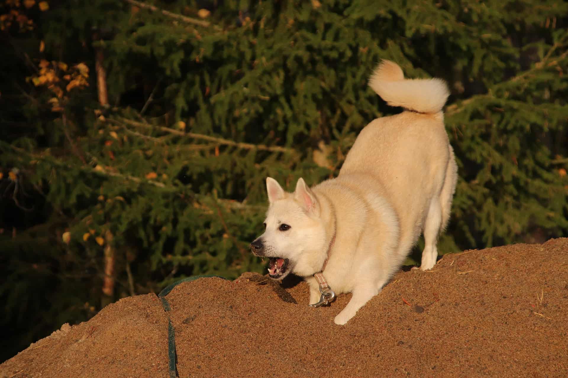 Norwegian Buhund