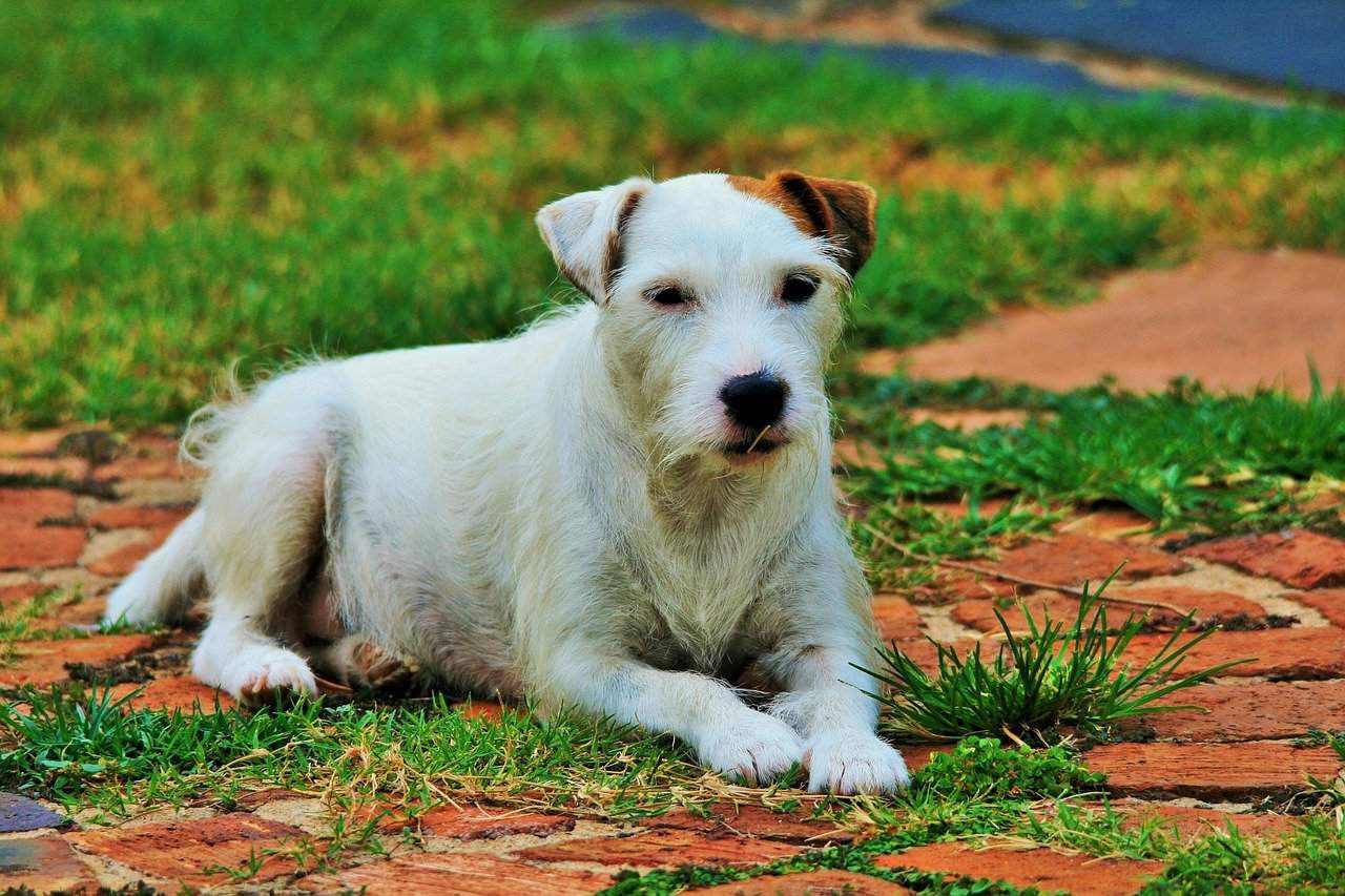 Parson Russell Terrier