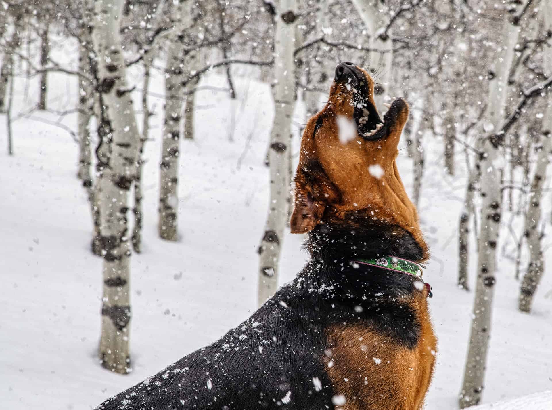 Polish Hound