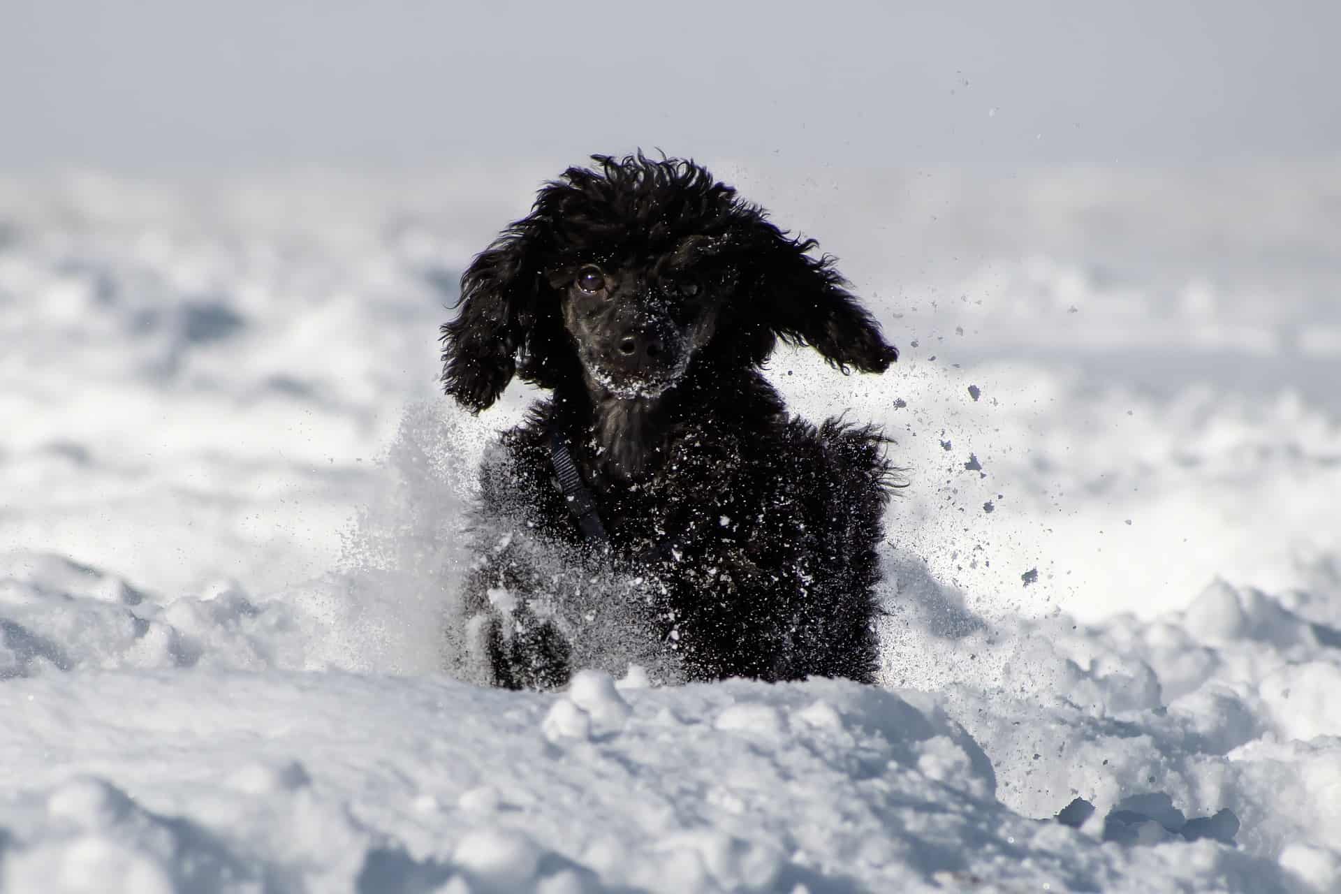 Poodle (Miniature)