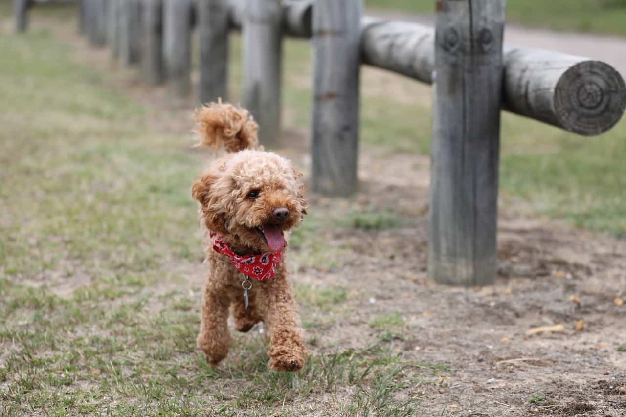 Poodle (Toy)