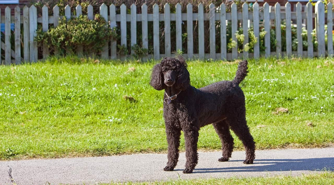 Poodle (Standard)