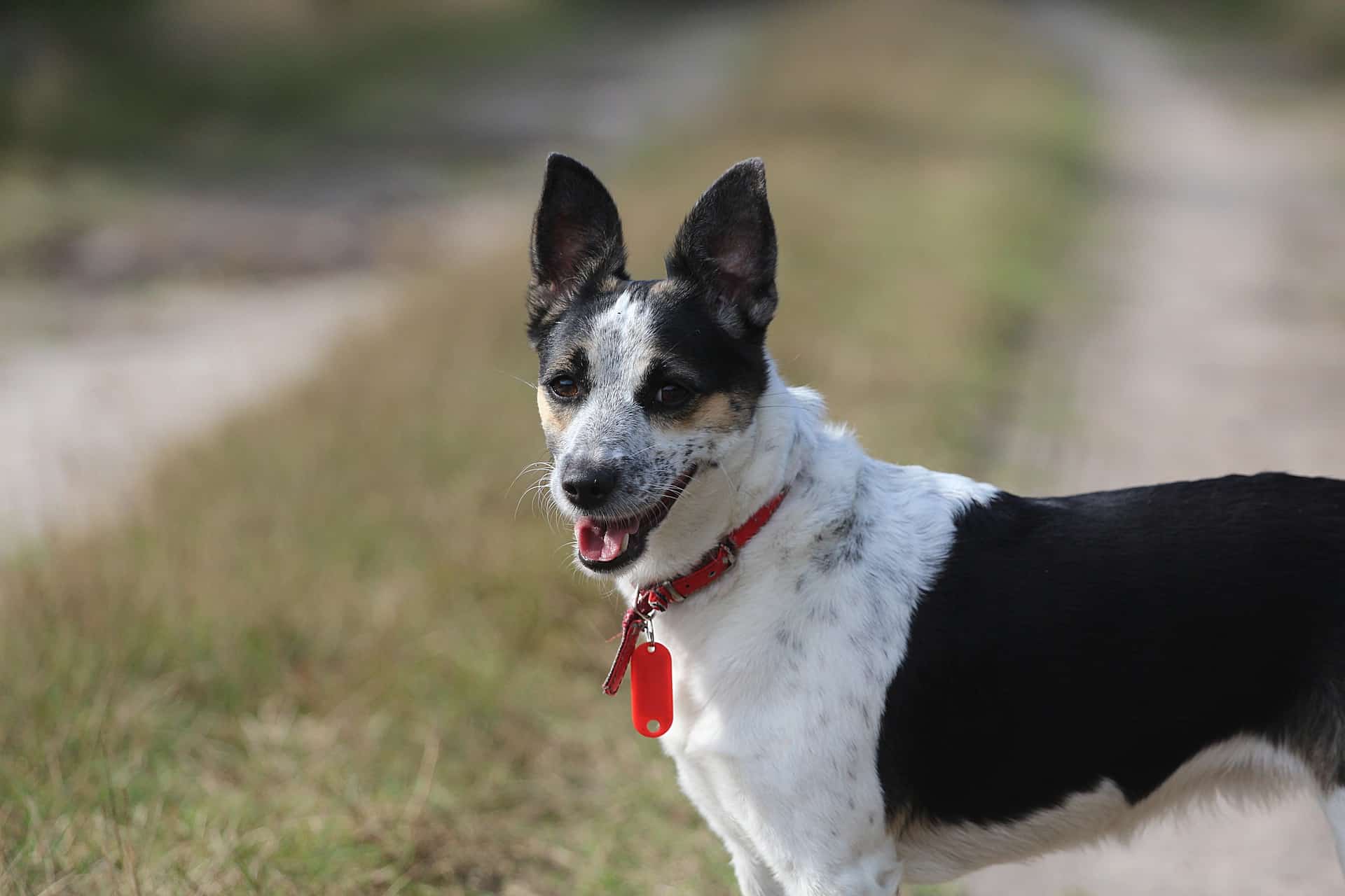 Rat Terrier dog
