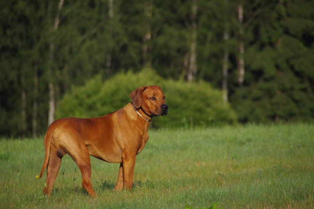 Chart of breeds similar to Rhodesian Ridgeback