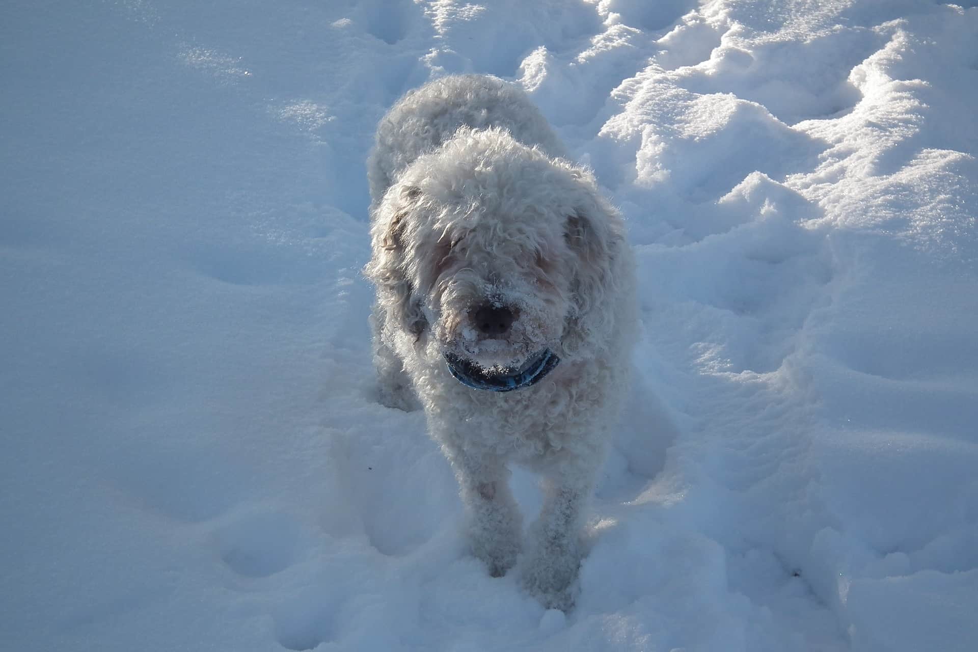 Spanish Water Dog