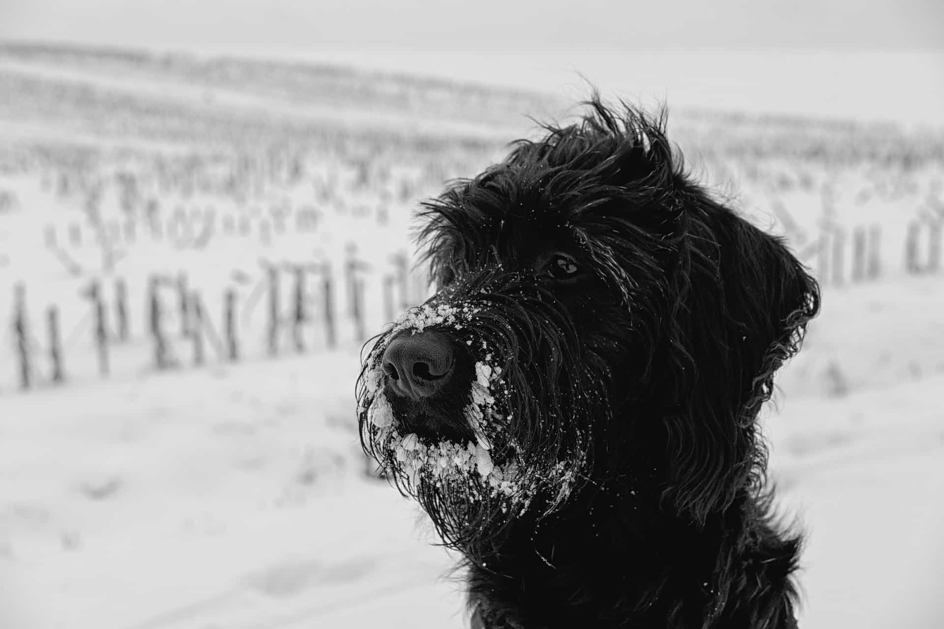 Standard Schnauzer
