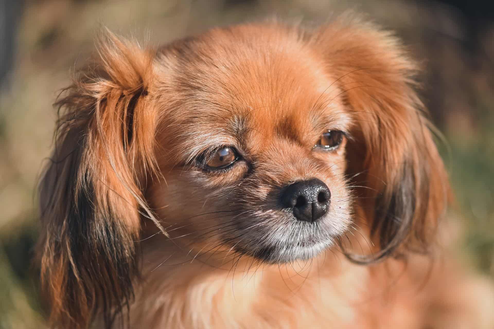 Tibetan Spaniel