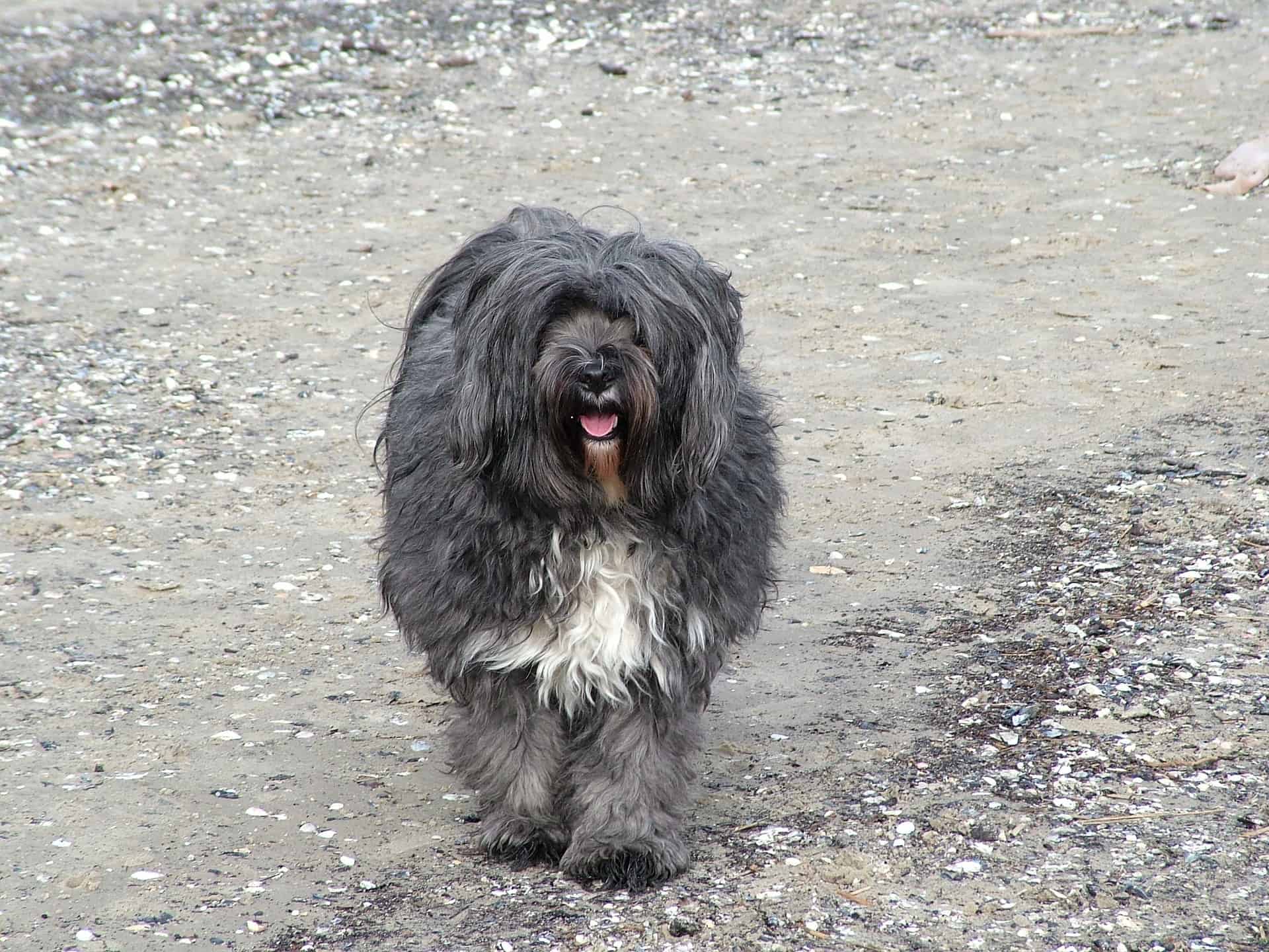Tibetan Terrier