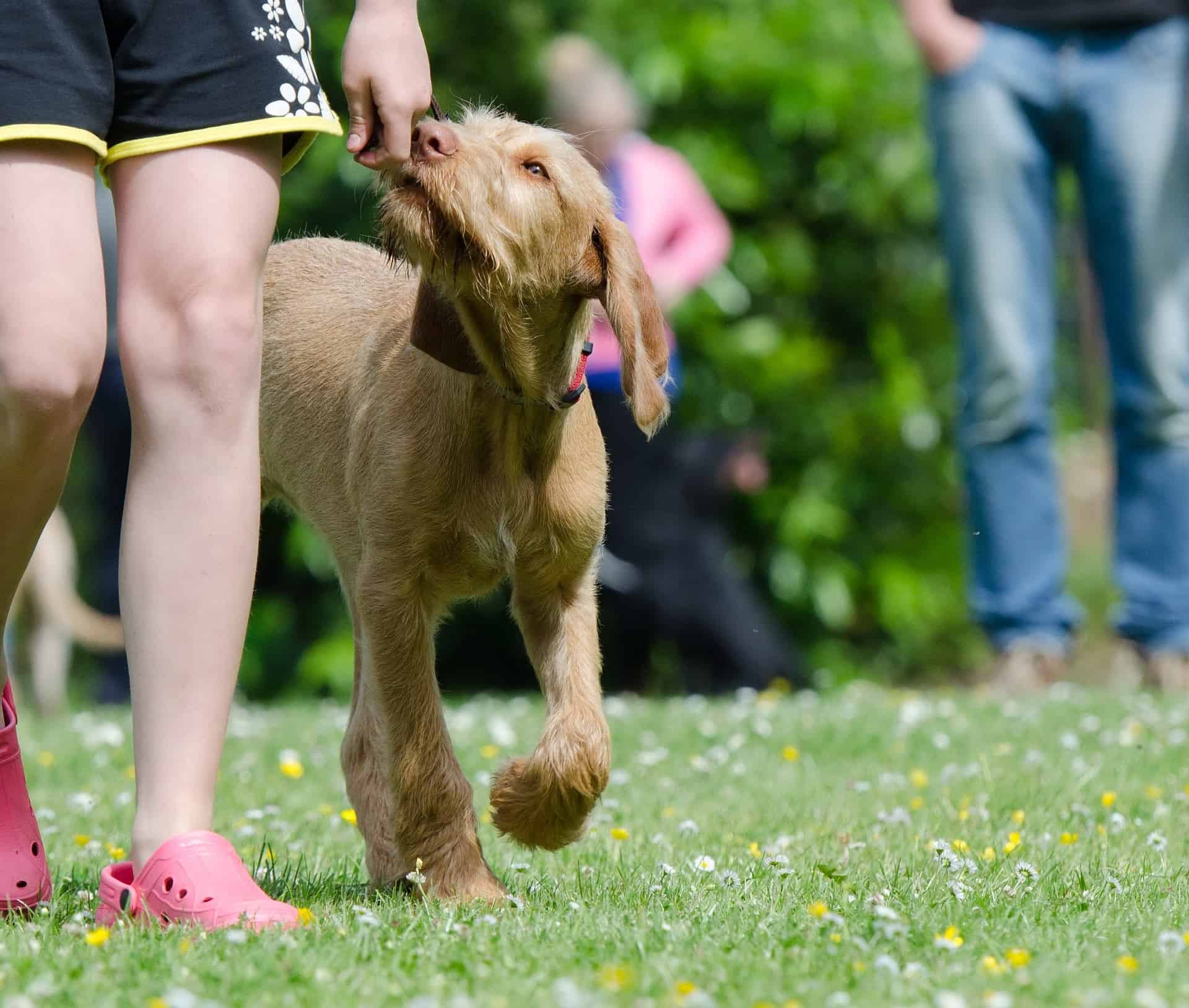 Wirehaired Vizsla